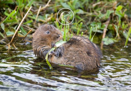 Water Vole DMO606